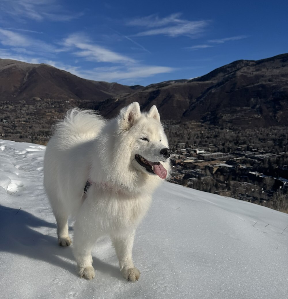 White Elephant Aspen admite perros